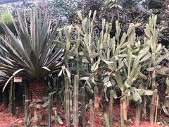 -呀路古热带植物园