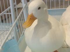 -怪兽屋·羊驼·猫咖·狗咖(俊华广场店)