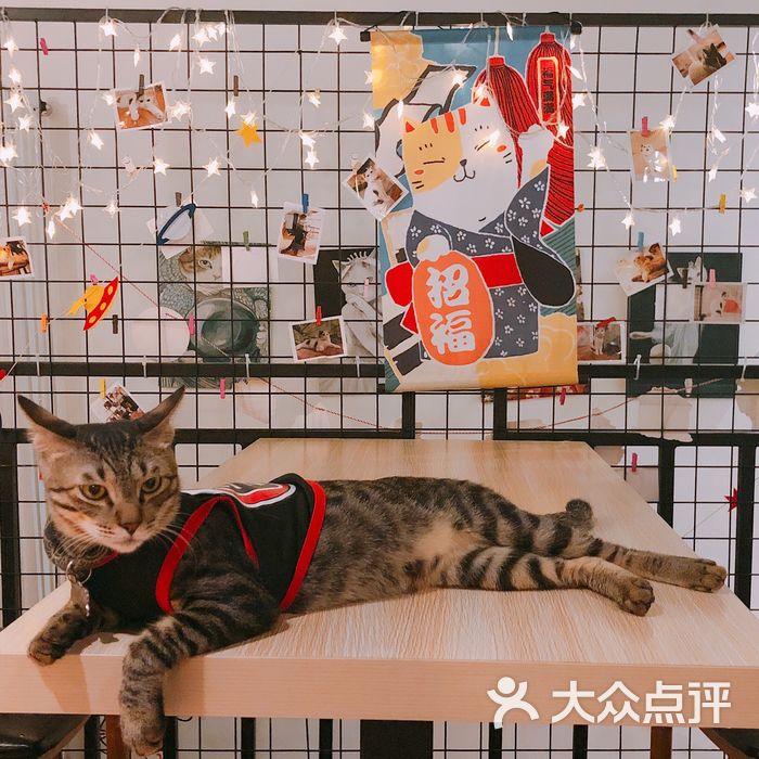 神它喵goditcat-猫咖啡馆