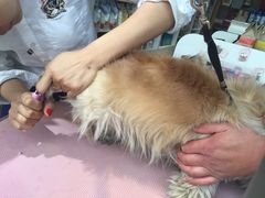 久久宠物(万达店)-久久宠物(河东万达店)