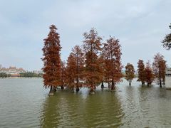 -顺峰山公园