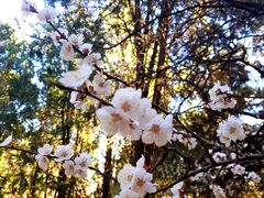 -北京西山国家森林公园