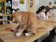 -平行世界·猫咖(首经贸店)