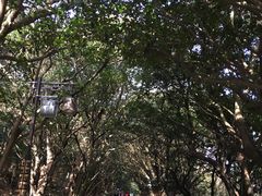 -普陀山慧济禅寺