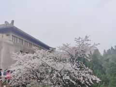 -武汉大学-樱园