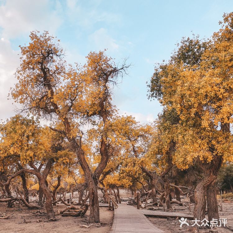 秋天必去的额济纳🍁每年国庆如期而至‼️