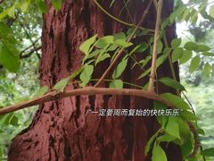 -广州兰圃