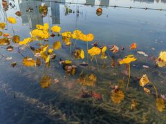 -天鹅湖体育公园