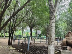 -长白岛森林公园