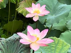 -荔湾湖公园