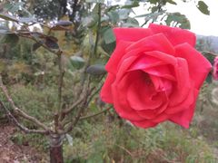 -铁山坪森林公园