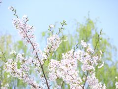 -顾村公园