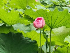 -麦当劳(东苑丽宝商业广场店)