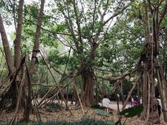 -中国科学院西双版纳热带植物园