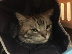 -伟伟宠物医院·CT影像中心·瑞派犬猫综合性门诊(汉口总院)