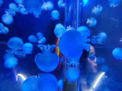 -海合安成都极地海洋公园