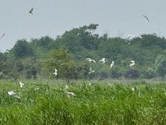 -盐城丹顶鹤湿地生态旅游区