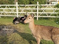 -前小桔亲子创意农场·草莓采摘·露营烧烤