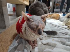 -more than meow吴止猫主题餐厅(承德 中船汇店)