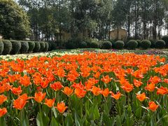 -都江堰玫瑰花溪谷