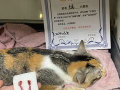 -瑞派紫金宠物医院24小时·骨科·中兽医·重症转诊中心(番禺大石院)