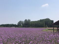 -北京东方普罗旺斯薰衣草庄园