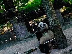 -都江堰中华大熊猫苑