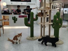 大堂-喵园·猫主题咖啡厅·撸猫·猫咖(国贸店)