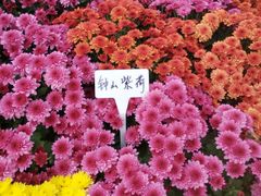 -菊花台公园