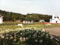 -松山湖梦幻百花洲