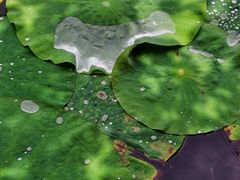 -上海市龙华烈士陵园