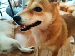 -柴犬高等学院·狗咖·柴犬售卖·宠物训练