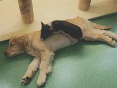 -藦茜花园宠物主题亲子互动体验馆(国顺东路店)