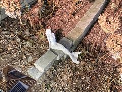 -风车面包