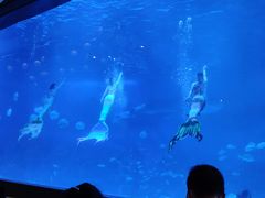 -烟台海昌鲸鲨海洋公园