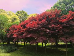 -上海鲜花港