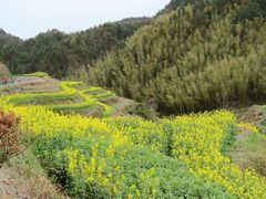 -灵山景区梯田