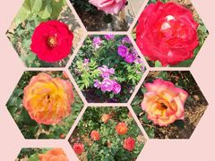 密云玫瑰情园-密云玫瑰情园