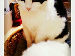 android_upload_pic-Anne猫窝咖啡屋