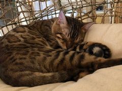 -猫腻·猫咖·撸猫馆(星光大道店)