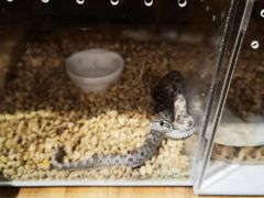 -酷以爬仙阁实体爬宠店·守宫·蜥蜴·专业繁育