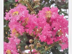 -三圣里·中餐宴请·自助烤肉·烤全羊·柴火鸡(旗舰店)