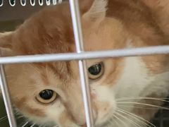 -伟伟宠物医院·CT影像中心·瑞派犬猫综合性门诊(汉口总院)