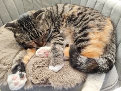 -平行世界·猫咖(首经贸店)