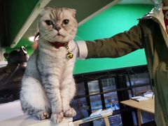 -李小姐の猫咖啡馆(五角场店)