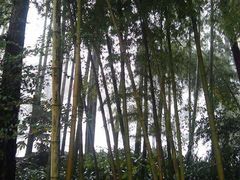 -铁山坪森林公园