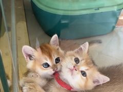 -糯米喵星人总部直营旗舰店·猫舍·幼猫出售
