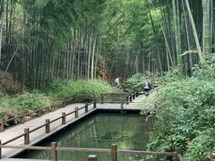 -镇江市南山风景名胜区竹林景区