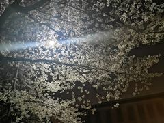 -武汉大学-樱园