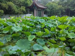 -莲湖公园